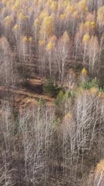 Ağaçların ormandaki dikey videosu, yavaş çekim.