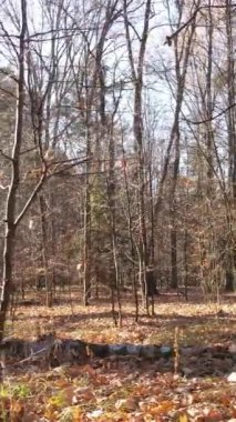 Ağaçların ormandaki dikey videosu, yavaş çekim.