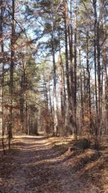 Ağaçların ormandaki dikey videosu, yavaş çekim.