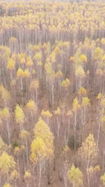 Ağaçların ormandaki dikey videosu, yavaş çekim.