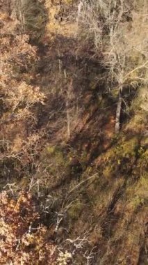 Ağaçların ormandaki dikey videosu, yavaş çekim.