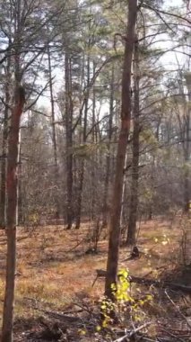 Ağaçların ormandaki dikey videosu, yavaş çekim.