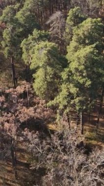 Ağaçların ormandaki dikey videosu, yavaş çekim.