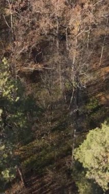 Ağaçların ormandaki dikey videosu, yavaş çekim.