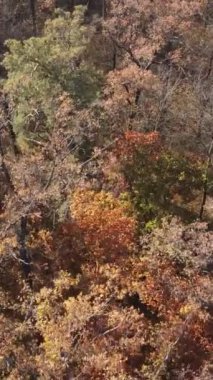 Ağaçların ormandaki dikey videosu, yavaş çekim.
