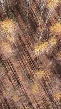 Ağaçların ormandaki dikey videosu, yavaş çekim.