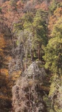Ağaçların ormandaki dikey videosu, yavaş çekim.