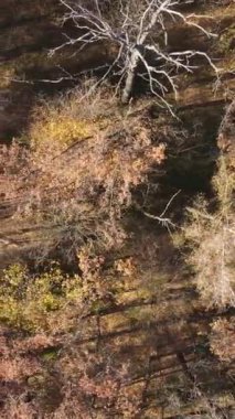 Ağaçların ormandaki dikey videosu, yavaş çekim.