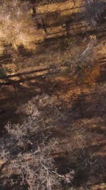 Ağaçların ormandaki dikey videosu, yavaş çekim.