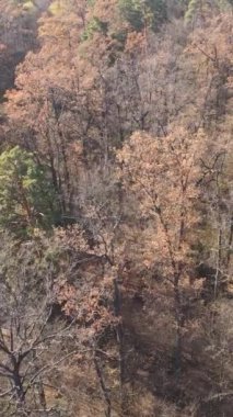 Ağaçların ormandaki dikey videosu, yavaş çekim.