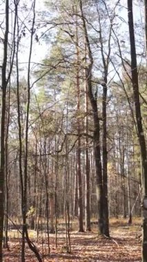 Ağaçların ormandaki dikey videosu, yavaş çekim.