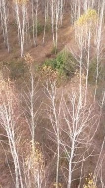 Ağaçların ormandaki dikey videosu, yavaş çekim.