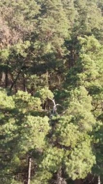 Ağaçların ormandaki dikey videosu, yavaş çekim.