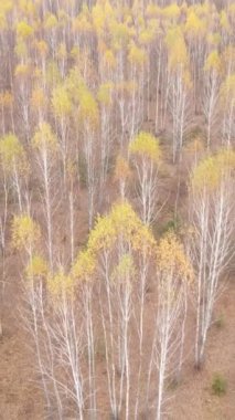 Ağaçların ormandaki dikey videosu, yavaş çekim.