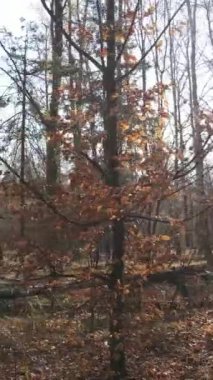 Ağaçların ormandaki dikey videosu, yavaş çekim.