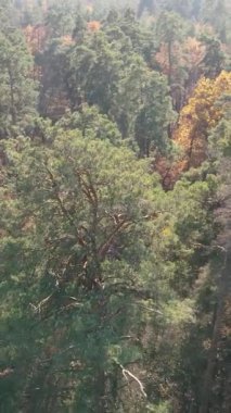 Ağaçların ormandaki dikey videosu, yavaş çekim.