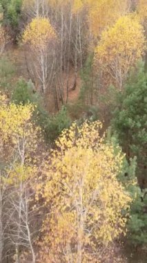 Ağaçların ormandaki dikey videosu, yavaş çekim.