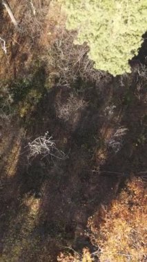 Ağaçların ormandaki dikey videosu, yavaş çekim.