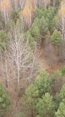 Ağaçların ormandaki dikey videosu, yavaş çekim.