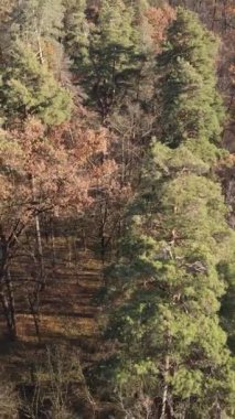 Ağaçların ormandaki dikey videosu, yavaş çekim.