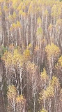 Ağaçların ormandaki dikey videosu, yavaş çekim.