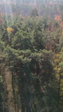 Ağaçların ormandaki dikey videosu, yavaş çekim.