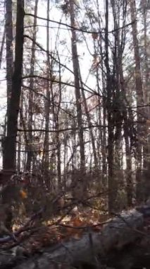 Ağaçların ormandaki dikey videosu, yavaş çekim.