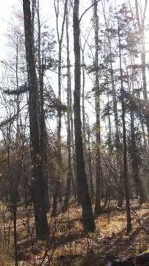 Ağaçların ormandaki dikey videosu, yavaş çekim.