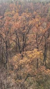 Ağaçların ormandaki dikey videosu, yavaş çekim.