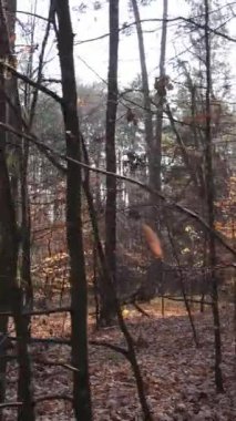 Ağaçların ormandaki dikey videosu, yavaş çekim.