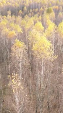 Ağaçların ormandaki dikey videosu, yavaş çekim.