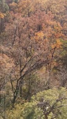 Ağaçların ormandaki dikey videosu, yavaş çekim.