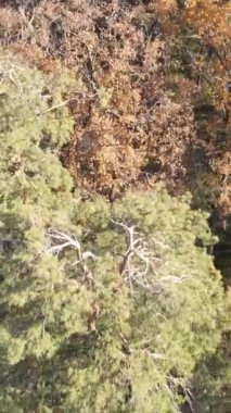 Ağaçların ormandaki dikey videosu, yavaş çekim.