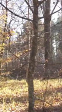 Ağaçların ormandaki dikey videosu, yavaş çekim.