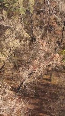 Sonbahar hava manzaralı dikey video ormanı, yavaş çekim