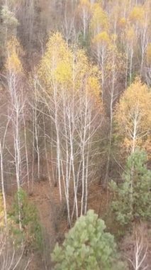 Sonbahar hava manzaralı dikey video ormanı, yavaş çekim