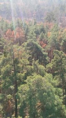 Sonbahar hava manzaralı dikey video ormanı, yavaş çekim