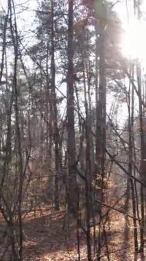 Sonbahar hava manzaralı dikey video ormanı, yavaş çekim