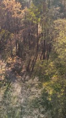 Sonbahar hava manzaralı dikey video ormanı, yavaş çekim