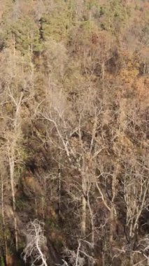 Sonbahar hava manzaralı dikey video ormanı, yavaş çekim