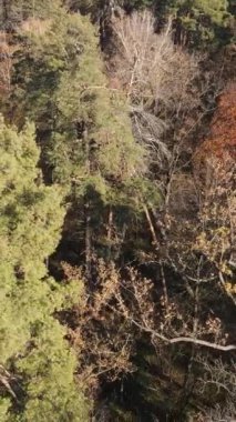 Sonbahar hava manzaralı dikey video ormanı, yavaş çekim