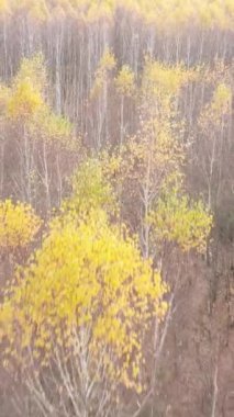 Sonbahar hava manzaralı dikey video ormanı, yavaş çekim