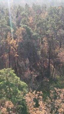 Sonbahar hava manzaralı dikey video ormanı, yavaş çekim