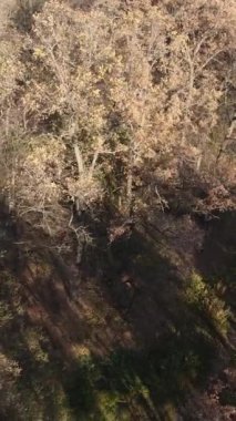 Sonbahar hava manzaralı dikey video ormanı, yavaş çekim