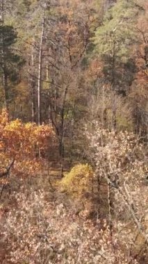Sonbahar hava manzaralı dikey video ormanı, yavaş çekim
