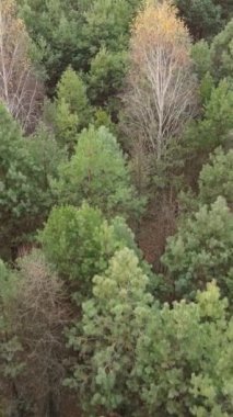 Sonbahar hava manzaralı dikey video ormanı, yavaş çekim