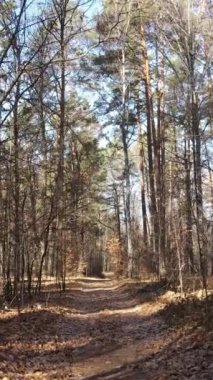 Sonbahar hava manzaralı dikey video ormanı, yavaş çekim