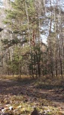 Sonbahar hava manzaralı dikey video ormanı, yavaş çekim