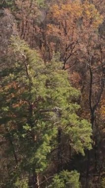 Sonbahar hava manzaralı dikey video ormanı, yavaş çekim