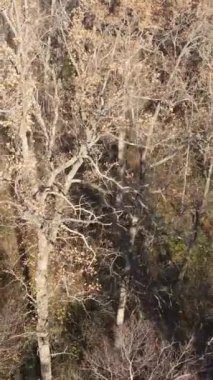 Sonbahar hava manzaralı dikey video ormanı, yavaş çekim